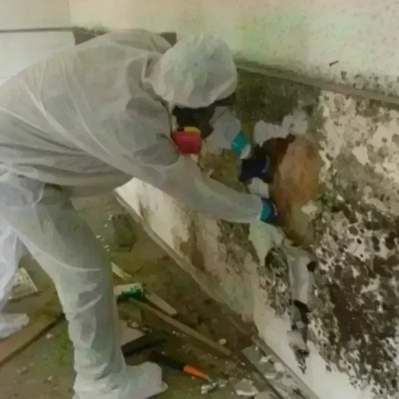 Mold Remediation and Removal in Madison County, TX